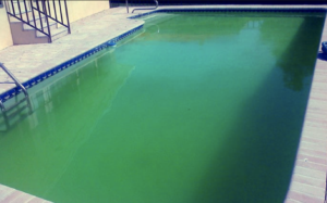 Comment éviter l'eau verte dans sa piscine ?