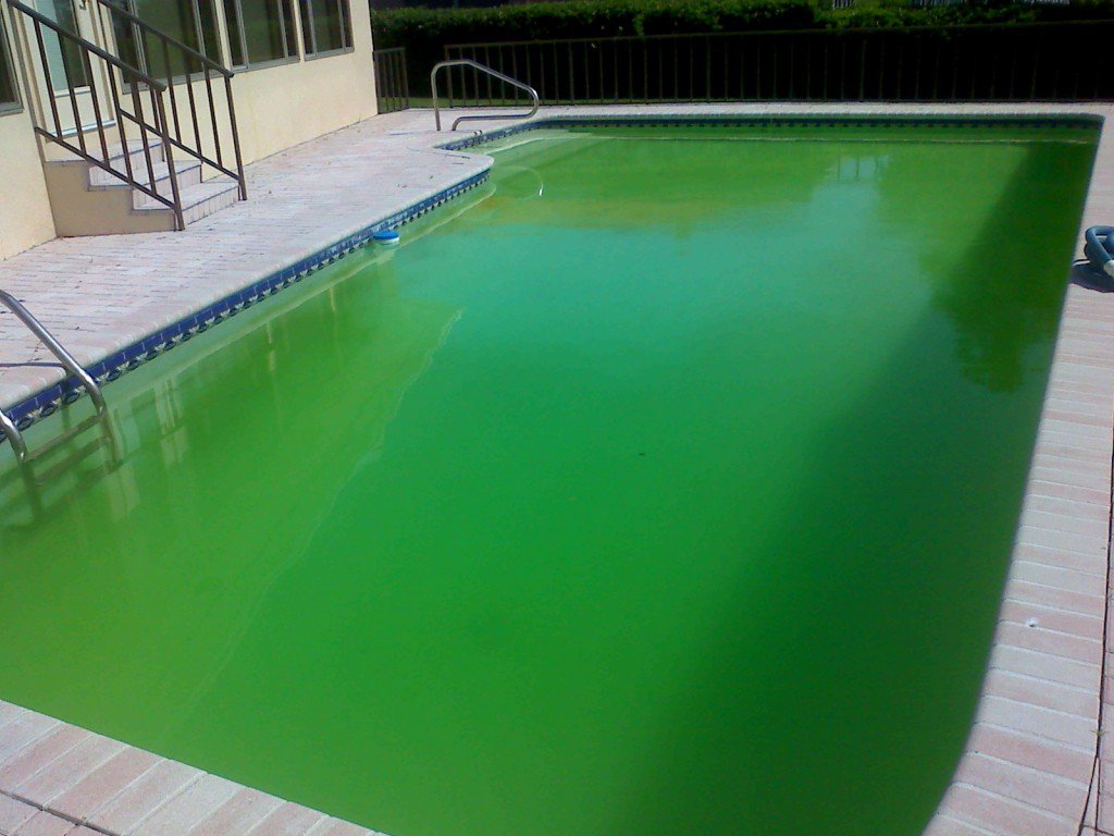 pool water green but no algae