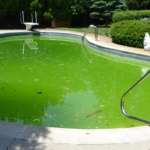 algue piscine