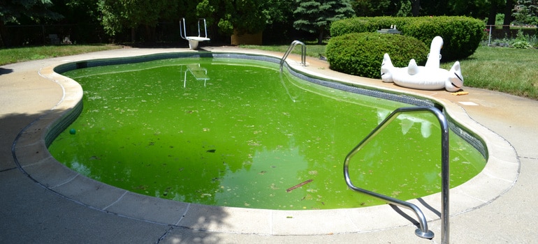 Halte aux algues dans l'eau de la piscine!